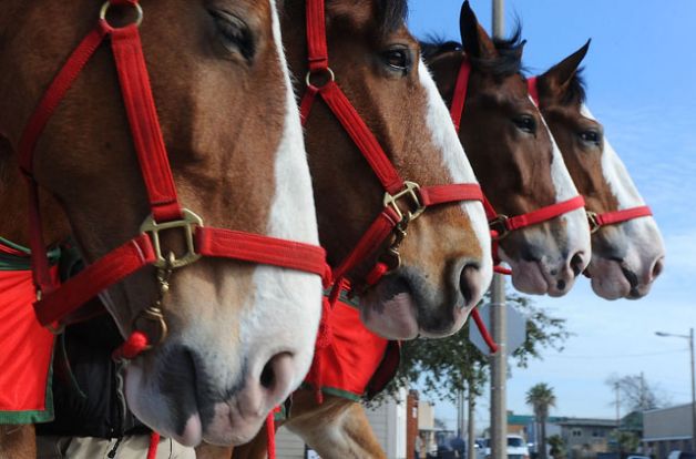 Clydesdales Line Up
